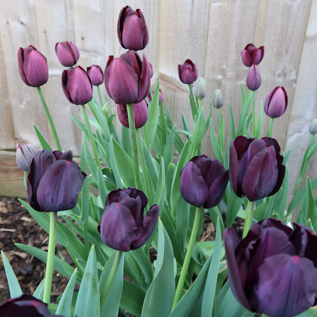 Tulipa Paul Scherer vs Tulipa Queen Of The Night